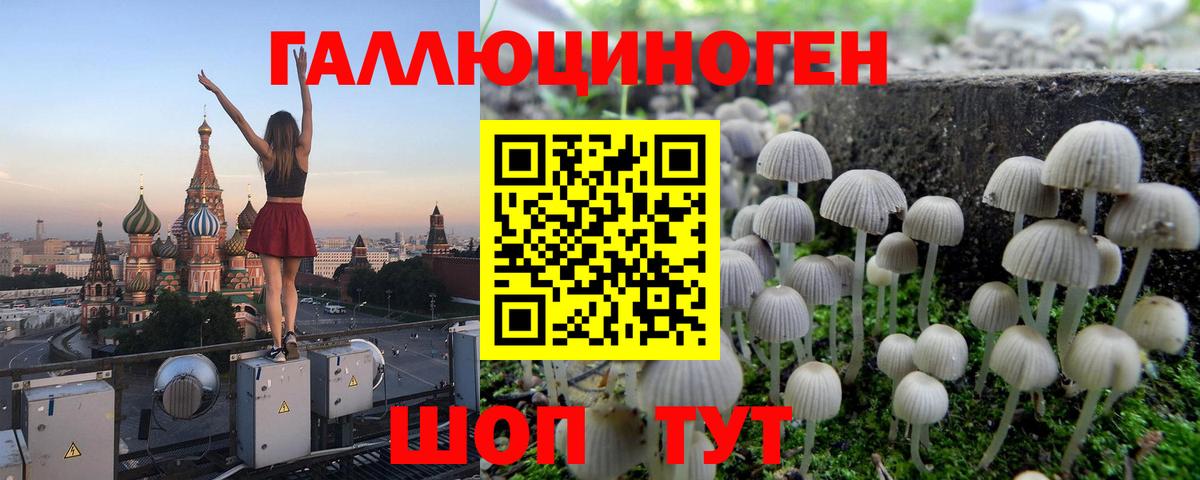 Галлюциногенные грибы Psilocybine cubensis Карачаевск
